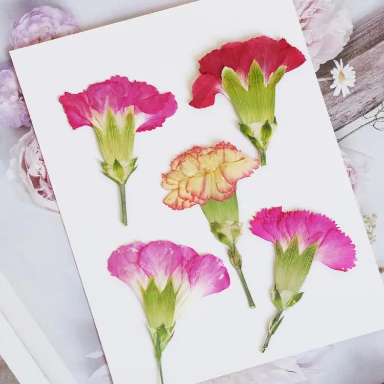 Photo Frame Baby - 6pcs/4-7cm,Carnation dried flowers branches,pressed flower DIY