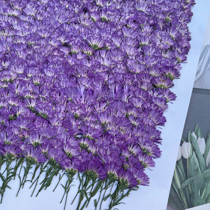 Photo Frame Baby - 100PCS/3-6cm,Pressed daisy mini flower branch,DIY Christmas