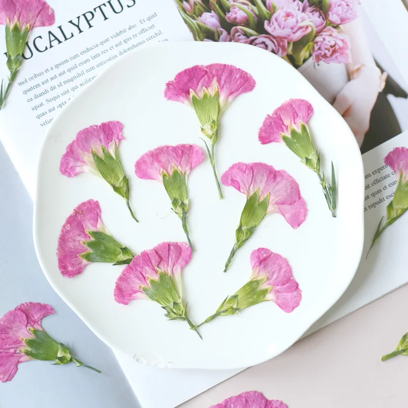 6pcs/4-7cm,Carnation dried flo - Photo Frame Baby ulasan dan harga