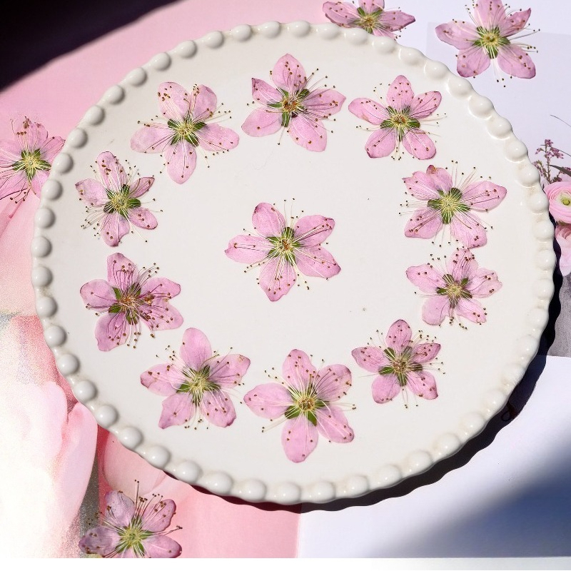 3-4cm./6pcs,Pink Peach Blossom - Photo Frame Baby ulasan dan harga