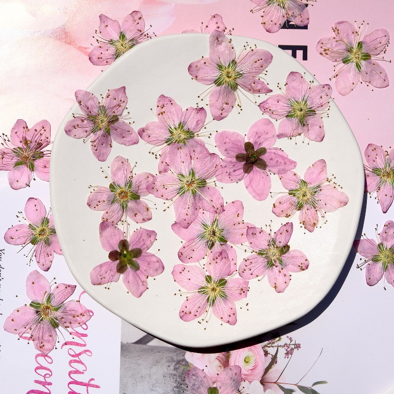 3-4cm./6pcs,Pink Peach Blossom - Photo Frame Baby ulasan dan harga