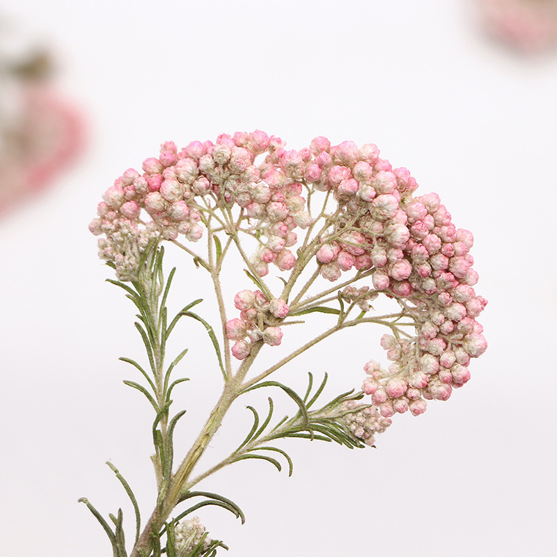 12pcs,Nature Millet flower bra - Photo Frame Baby ulasan dan harga