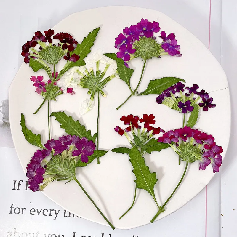 12pcs/5-8cm,natural pressed Ch - Photo Frame Baby ulasan dan harga