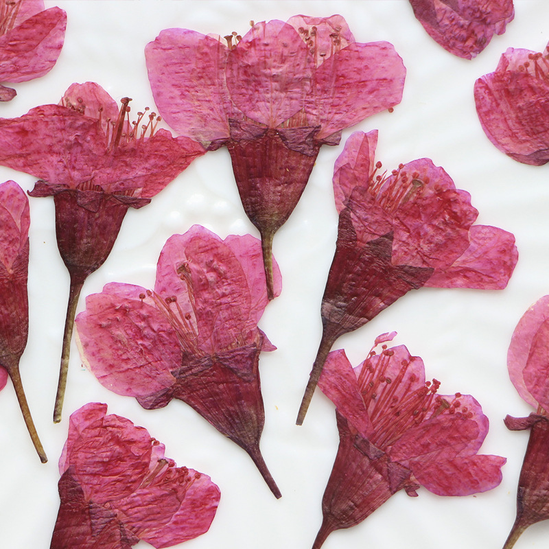 36Pcs Natural Dried Flower Pre - Photo Frame Baby ulasan dan harga