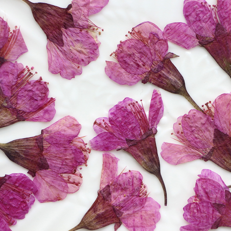 36Pcs Natural Dried Flower Pre - Photo Frame Baby ulasan dan harga