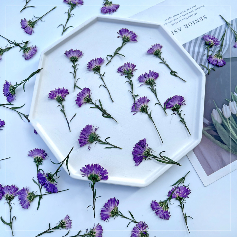 100PCS/3-6cm,Pressed daisy min - Photo Frame Baby ulasan dan harga