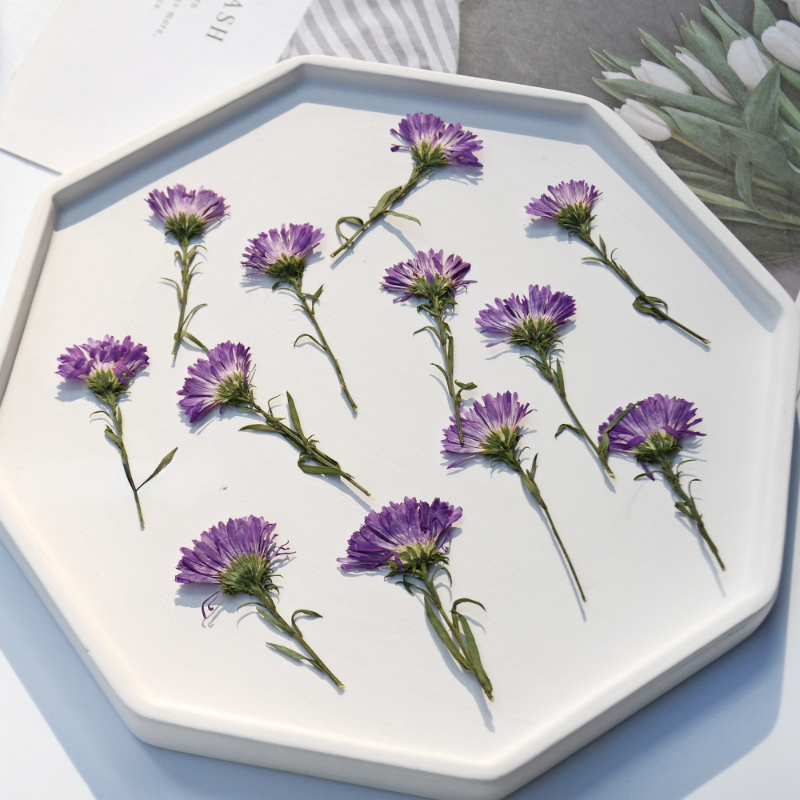 100PCS/3-6cm,Pressed daisy min - Photo Frame Baby ulasan dan harga